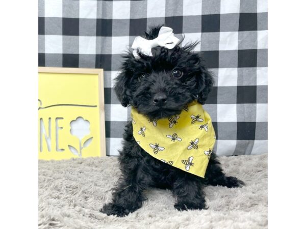 Yorkiepoo DOG Female Black 8900 Petland Athens, OH