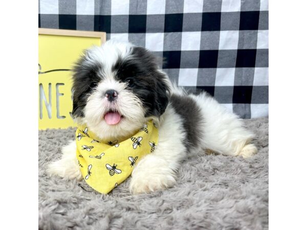 Shih Tzu DOG Male Blue / White 8899 Petland Athens, OH