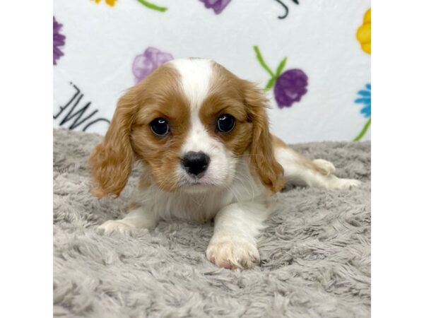 Cavalier King Charles Spaniel DOG Female Blenheim and white 8925 Petland Athens, OH