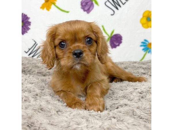 Cavalier King Charles Spaniel DOG Male Ruby 8924 Petland Athens, OH