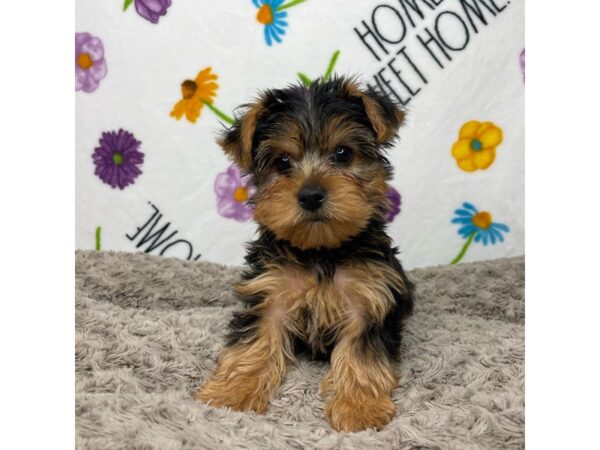 Yorkshire Terrier DOG Male Black and tan 8923 Petland Athens, OH