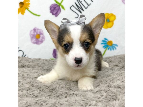 Pembroke Welsh Corgi DOG Female Tri-Colored 8922 Petland Athens, OH