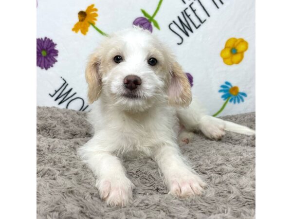 Pomskipoo DOG Male White 8920 Petland Athens, OH