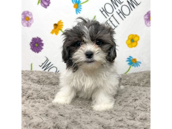 Teddy Bear-DOG-Male-Brindle / White-8919-Petland Athens, OH