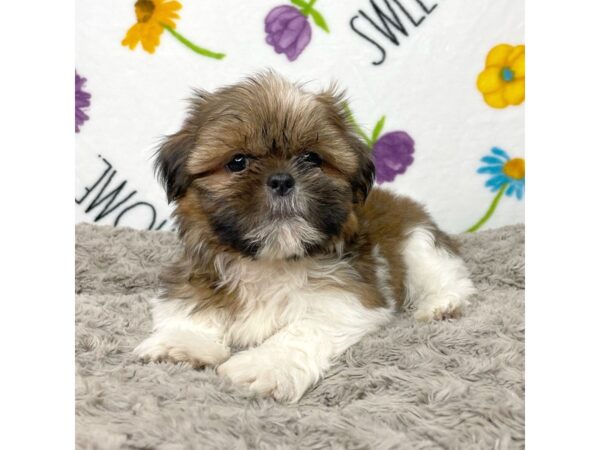 Shih Tzu-DOG-Male-Gold / White-8917-Petland Athens, OH