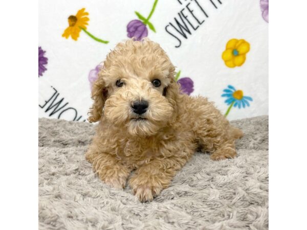 Poodle DOG Male Apricot 8916 Petland Athens, OH