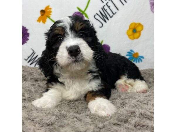 2nd Generation Mini Bernedoodle DOG Male Tri-color 8915 Petland Athens, OH