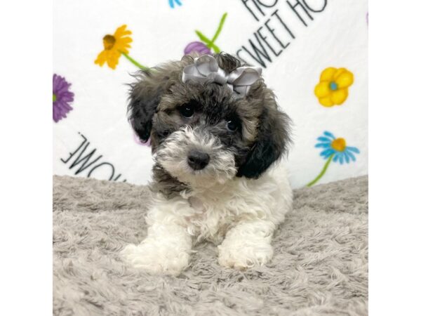 Poochon DOG Female Sable 8914 Petland Athens, OH