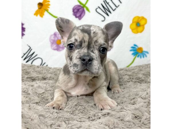 French Bulldog DOG Female Merle 8913 Petland Athens, OH