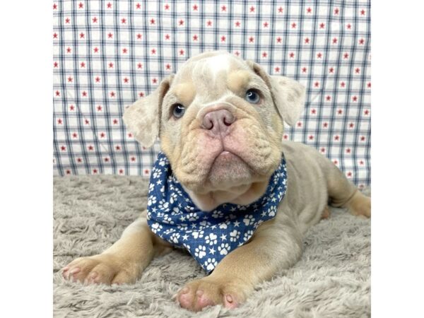 English Bulldog DOG Male Lilac merle 8932 Petland Athens, OH