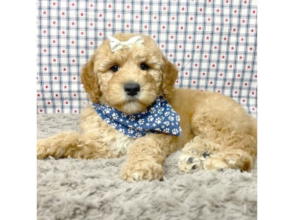 Mini Goldendoodle 3rd Gen-DOG-Female-Apricot-8929-Petland Athens, OH