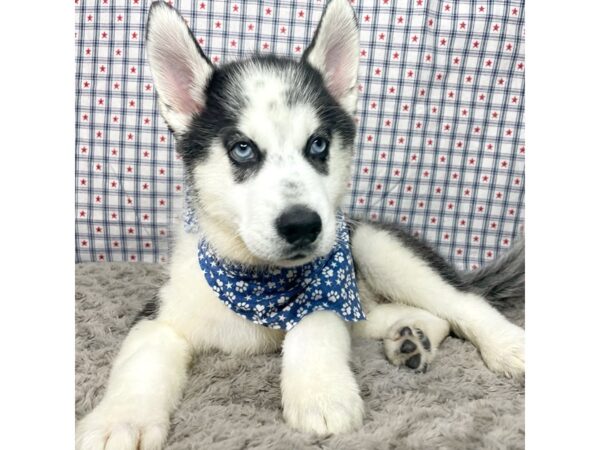 Siberian Husky DOG Male Black and white 8926 Petland Athens, OH