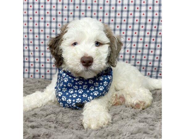 Mini Goldendoodle 3rd Gen DOG Male Cream 8928 Petland Athens, OH