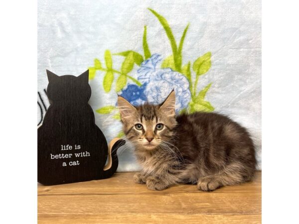 American Shorthair-CAT-Female-Dark Tabby-8939-Petland Athens, OH