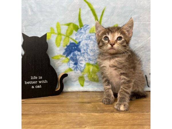 American Shorthair-CAT-Female-Light tabby-8938-Petland Athens, OH