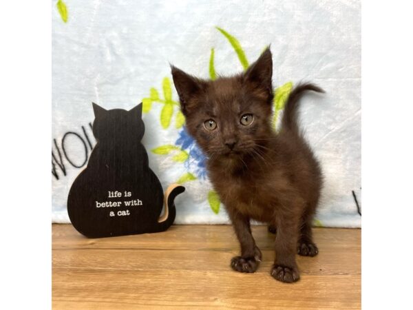 American Shorthair CAT Female Black 8937 Petland Athens, OH