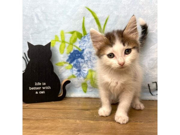 American Shorthair-CAT-Female-White/gray and brown-8936-Petland Athens, OH
