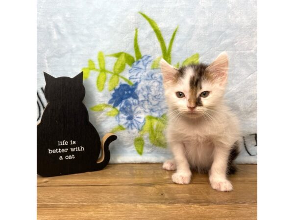 American Shorthair-CAT-Male-White/gray and brown-8935-Petland Athens, OH