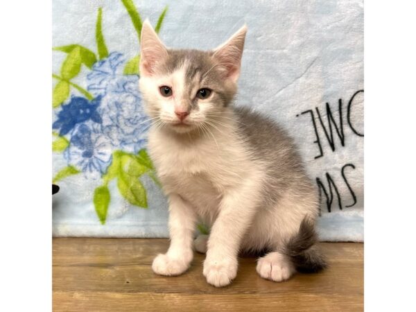 American Shorthair CAT Female White and gray 8934 Petland Athens, OH