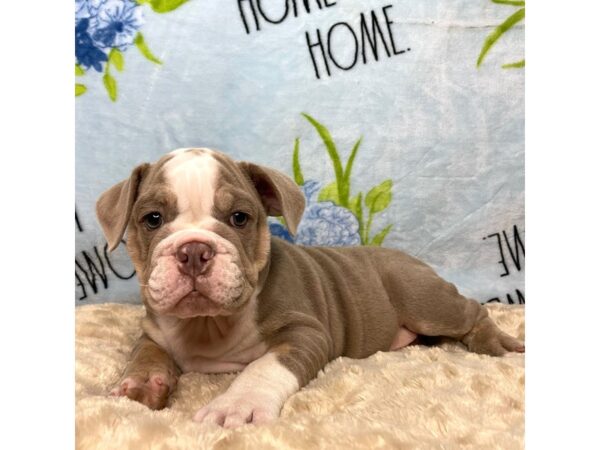 English Bulldog DOG Male Lilac Tri 8933 Petland Athens, OH