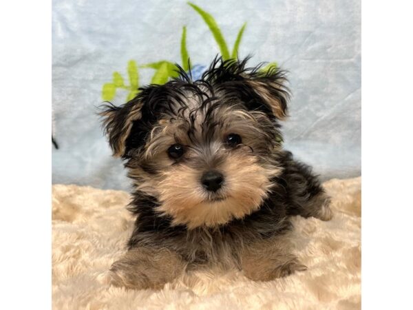 Morkie DOG Male Black and tan 8930 Petland Athens, OH