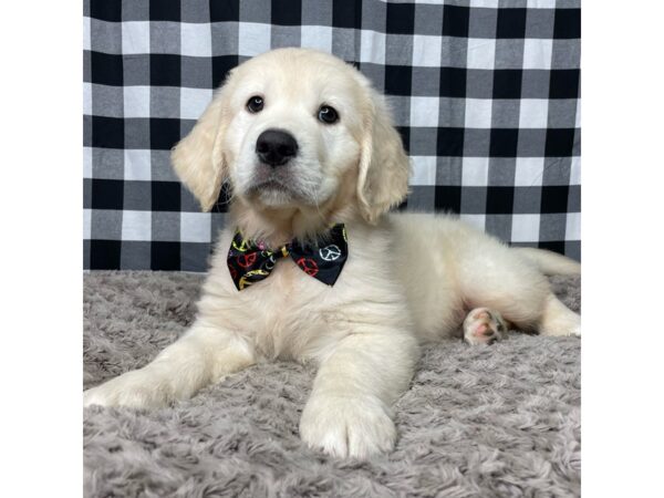 Golden Retriever DOG Male Golden 8940 Petland Athens, OH