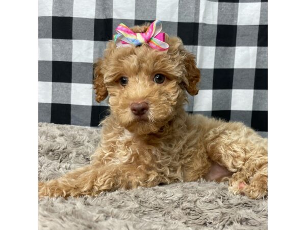 Poodle-DOG-Female-Apricot-8941-Petland Athens, OH