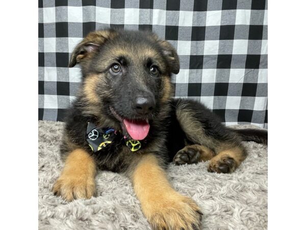 German Shepherd Dog DOG Male Black / Tan 8942 Petland Athens, OH