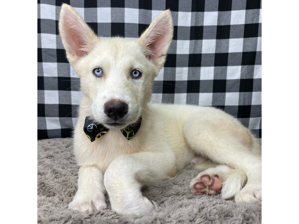 Siberian Husky DOG Male Sable and white 8943 Petland Athens, OH