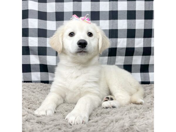 Labrador Retriever/Siberian Husky DOG Female White 8952 Petland Athens, OH