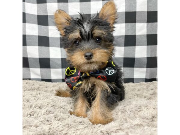 Yorkshire Terrier DOG Male Black / Tan 8950 Petland Athens, OH