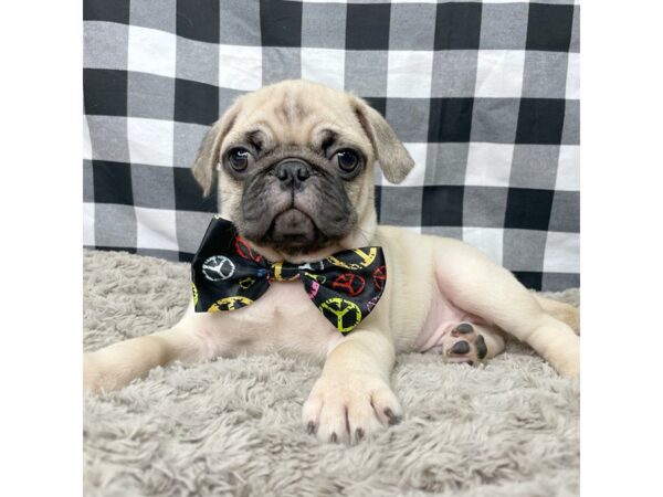 Pug-DOG-Male-Fawn-8949-Petland Athens, OH