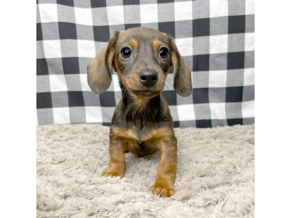 Dachshund DOG Female Wild Boar 8948 Petland Athens, OH