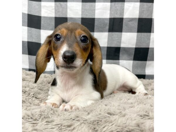 Dachshund DOG Female Wild Boar 8947 Petland Athens, OH