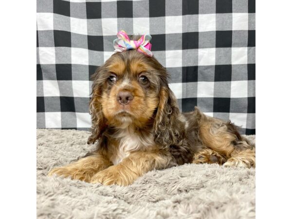 Cocker Spaniel DOG Female Brown / Tan 8946 Petland Athens, OH