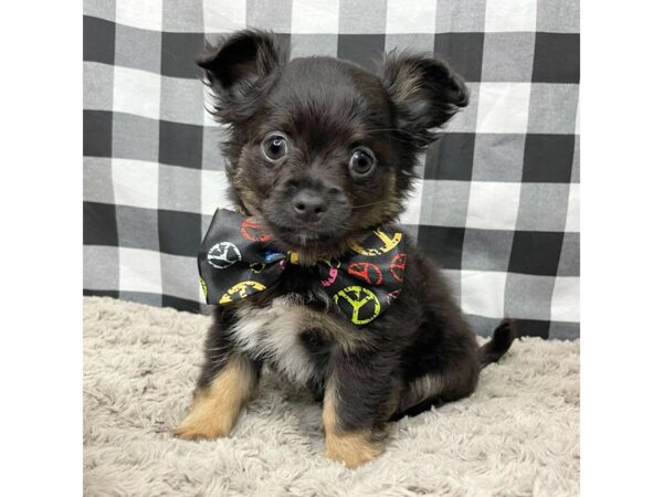 Chihuahua DOG Male Black / Tan 8945 Petland Athens, OH