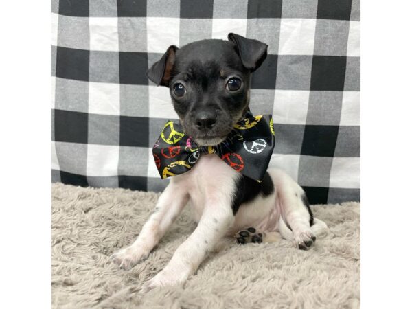 Chihuahua DOG Male Black 8944 Petland Athens, OH