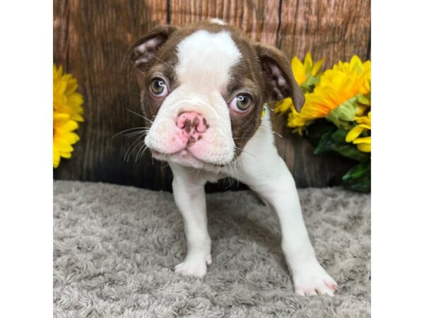 Boston Terrier DOG Male Liver 8957 Petland Athens, OH