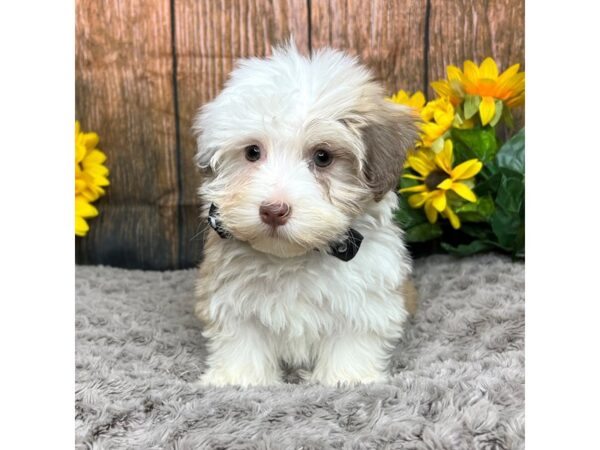 Havanese DOG Male Tri-Colored 8955 Petland Athens, OH