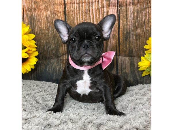 French Bulldog DOG Female Brindle 8954 Petland Athens, OH