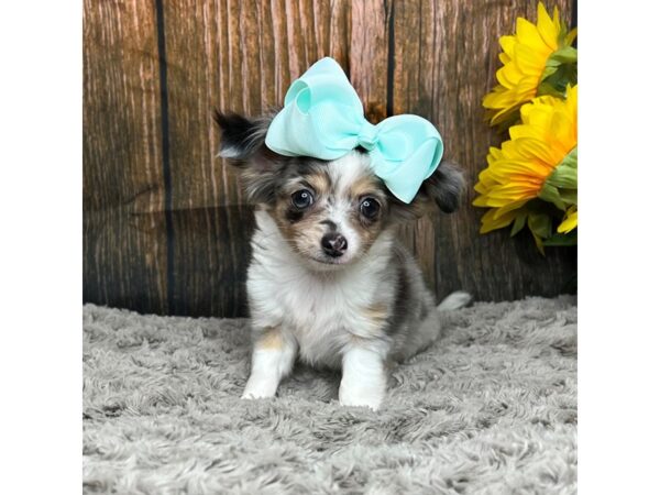 Chihuahua DOG Female Blue Merle 8953 Petland Athens, OH