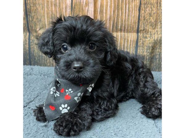 Yorkiepoo DOG Male Black 8968 Petland Athens, OH