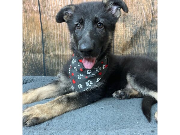 German Shepherd Dog DOG Female Black / Tan 8966 Petland Athens, OH