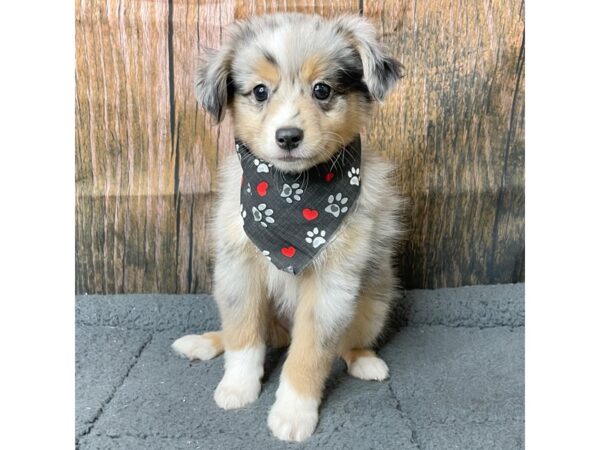Australian Shepherd DOG Male Blue Merle 8965 Petland Athens, OH