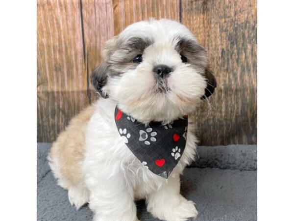 Shih Tzu-DOG-Male-Gold / White-8964-Petland Athens, OH