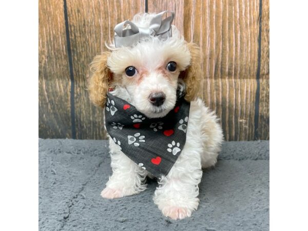 Poodle-DOG-Female-Apricot-8963-Petland Athens, OH