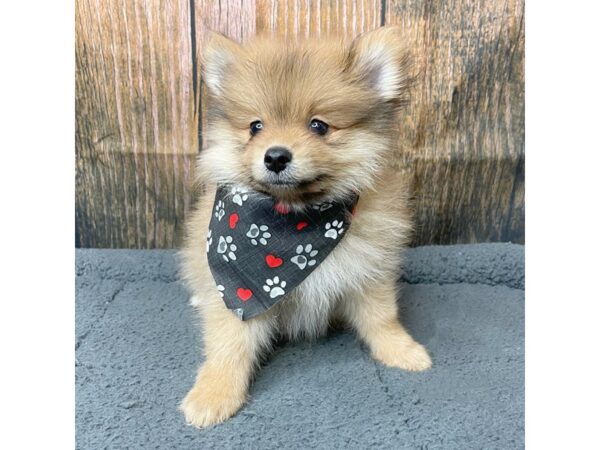 Pomeranian DOG Male Red Sable 8962 Petland Athens, OH