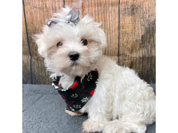 Maltese DOG Female White 8961 Petland Athens, OH