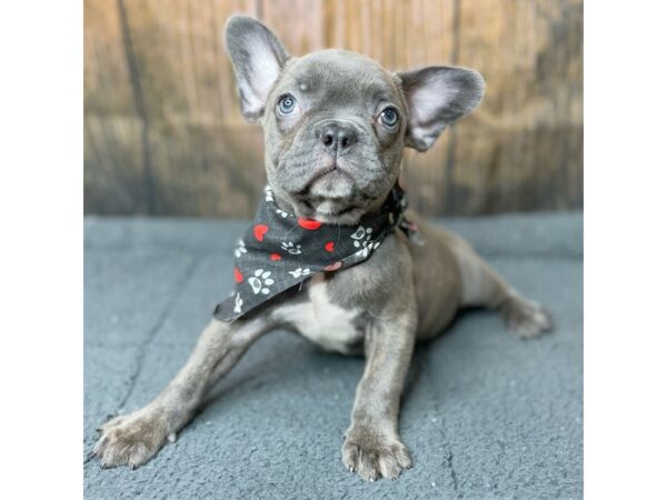 Frenchton DOG Female Blue 8959 Petland Athens, OH