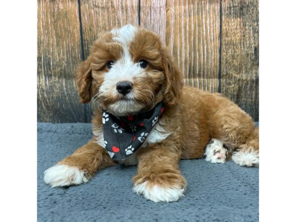 2nd Generation Mini Goldendoodle DOG Male Red and white 8958 Petland Athens, OH